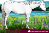 Horse Color:Blue Onyx Ice Appaloosa Rabicano 