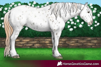 Horse Color:Red Onyx Ice Pearl Tobiano Appaloosa 