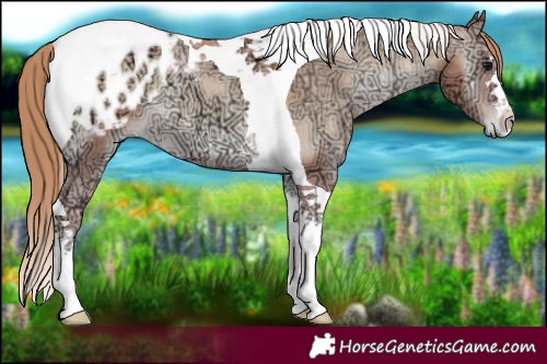 Horse Color:Blue Onyx Ice Pearl Tobiano Appaloosa 