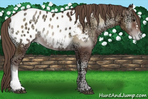 Horse Color:Blue Onyx Ice Pearl Appaloosa 