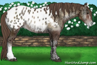 Horse Color:Blue Onyx Ice Pearl Appaloosa 