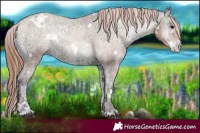 Horse Color:White Spotted Blue Onyx Ice Pearl Appaloosa