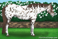 Horse Color:Blue Onyx Ice Pearl Appaloosa 