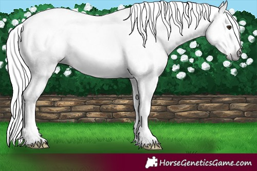 Horse Color:Gray Liver Red Onyx Ice Pearl Varnish 