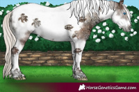 Horse Color:Silver Blue Onyx Ice Tobiano Frame 