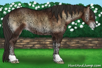 Horse Color:Liver Red Onyx Ice Varnish