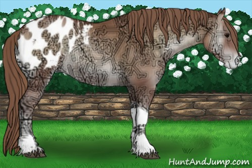 Horse Color:Blue Onyx Ice Pearl Tobiano Blanket Rabicano 