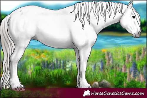 Horse Color:Gray Blue Onyx Ice Sabino Varnish Rabicano 