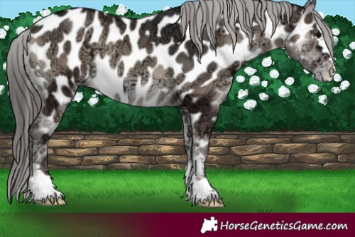 Horse Color:Blue Onyx Ice Appaloosa 