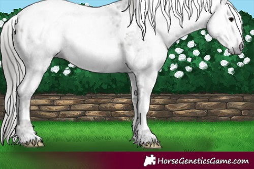 Horse Color:Gray Blue Onyx Ice Tobiano Appaloosa Rabicano 