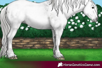 Horse Color:Gray Blue Onyx Ice Tobiano Appaloosa Rabicano