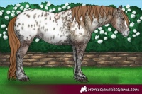 Horse Color:Red Onyx Ice Pearl Appaloosa 