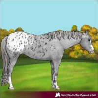 Horse Color:Black Appaloosa 