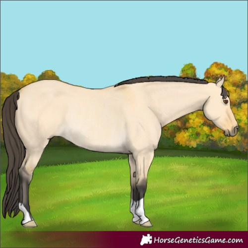 Horse Color:Buckskin Dun Rabicano