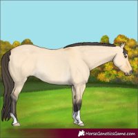 Horse Color:Buckskin Dun Rabicano 