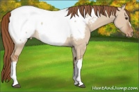 Horse Color:Red Dun Appaloosa 