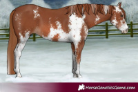 Horse Color:Chestnut Sabino 