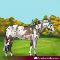 Horse Color:Brown Dun  and Buckskin Dun Splash Appaloosa 