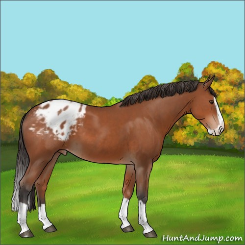 Horse Color:Bay Splash Appaloosa 