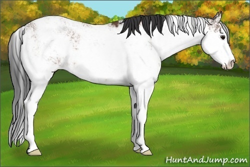 Horse Color:Bay Sabino Rabicano