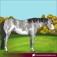 Horse Color:Grullo Ice Frame