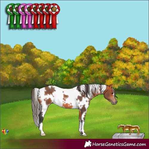Horse Color:White Spotted Bay 