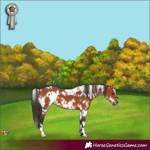 Horse Color:White Spotted Bay 