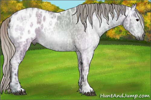 Horse Color:Gray Silver Blue Ice Roan Appaloosa 