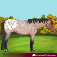 Horse Color:Bay Roan Appaloosa 
