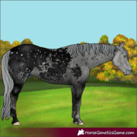 Horse Color:ERROR: UNKNOWN ANOMALY