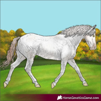 Horse Color:White Spotted Amber Champagne Varnish 