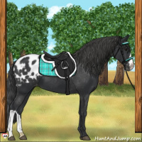 Horse Color:Black Appaloosa 