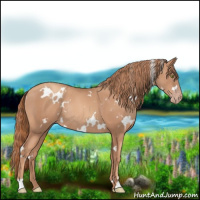 Horse Color:White Spotted Gold Champagne Rabicano