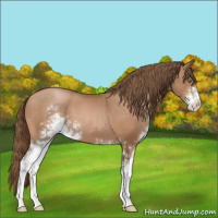 Horse Color:Bay Pearl Sabino 