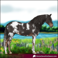 Horse Color:White Spotted Liver Chestnut 