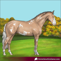 Horse Color:White Spotted Silver Classic Champagne Sabino 