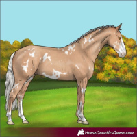Horse Color:White Spotted Silver Classic Champagne Sabino 