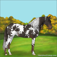 Horse Color:White Spotted Liver Chestnut