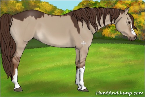 Horse Color:Liver Red Dun 