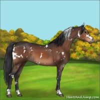 Horse Color:White Spotted Brown 