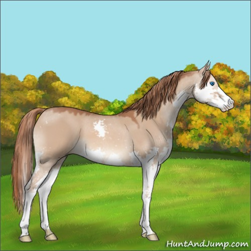 Horse Color:Red Dun Splash 