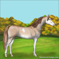 Horse Color:Red Dun Splash 