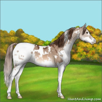 Horse Color:White Spotted Liver Red Dun Splash 