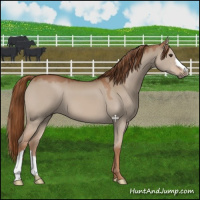 Horse Color:Red Dun