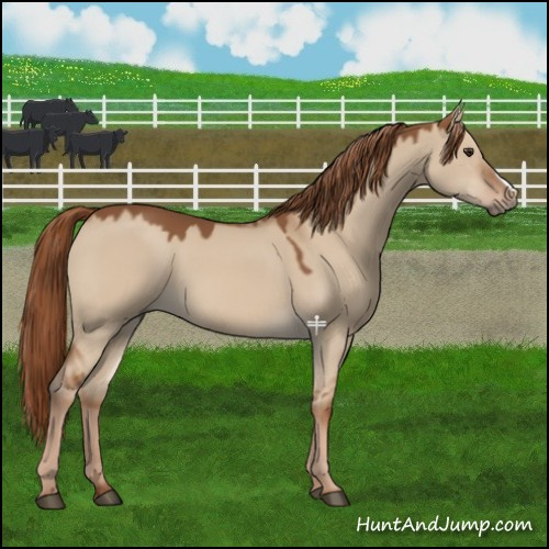 Horse Color:Red Dun 