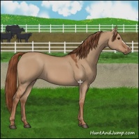 Horse Color:Red Dun 