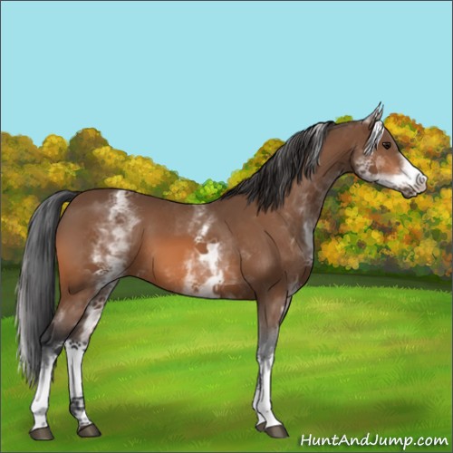 Horse Color:White Spotted Bay Tobiano 