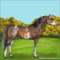 Horse Color:White Spotted Bay Tobiano