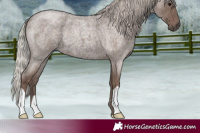 Horse Color:Silver Blue Roan 