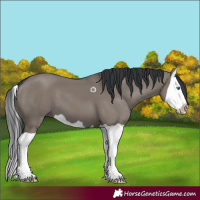 Horse Color:Grullo Splash 